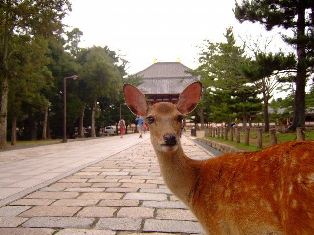 奈良ー（奈良公園）